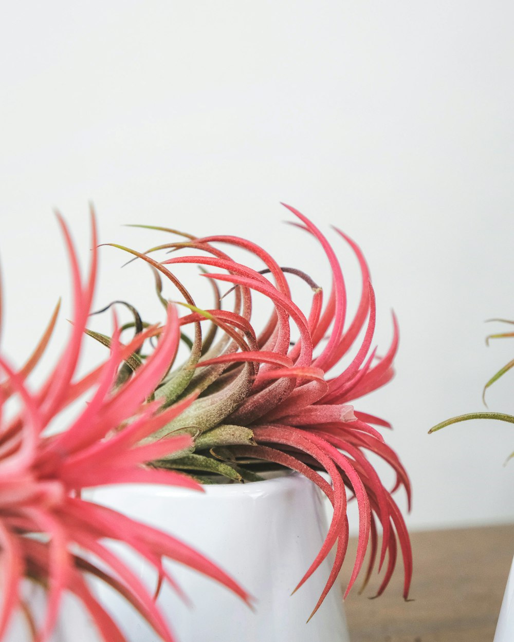 red and green plant on white ceramic pot