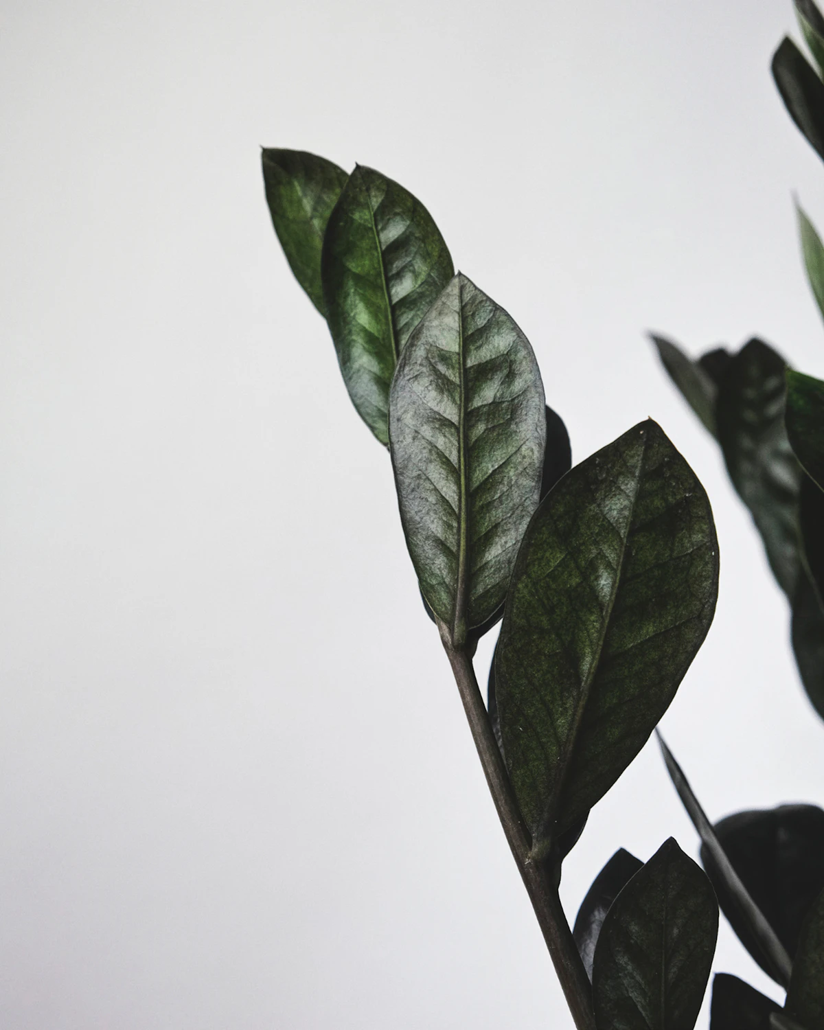 A 'Raven' ZZ plant, a dark-leaved zamioculcas cultivar