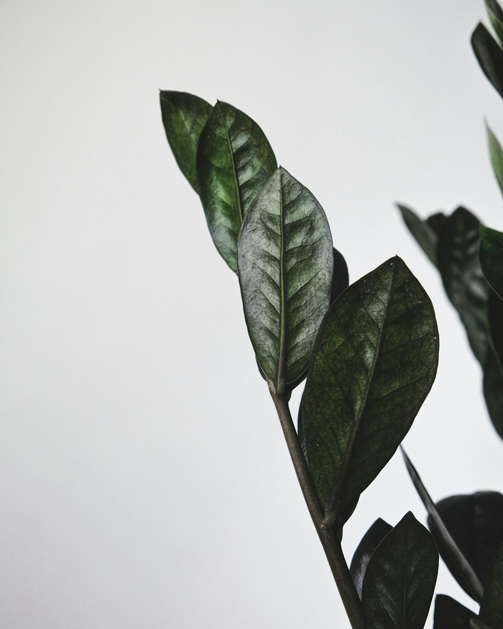 green leaves on white background