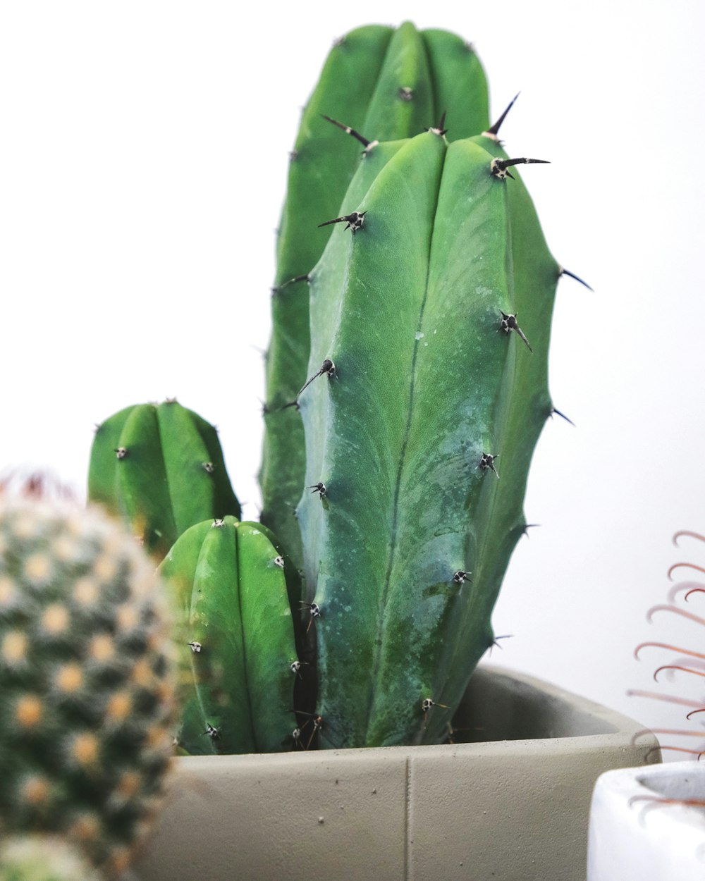 green cactus plant on white pot
