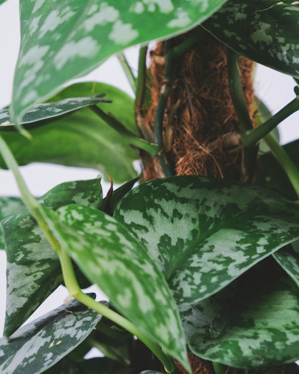 green and white leaf plant