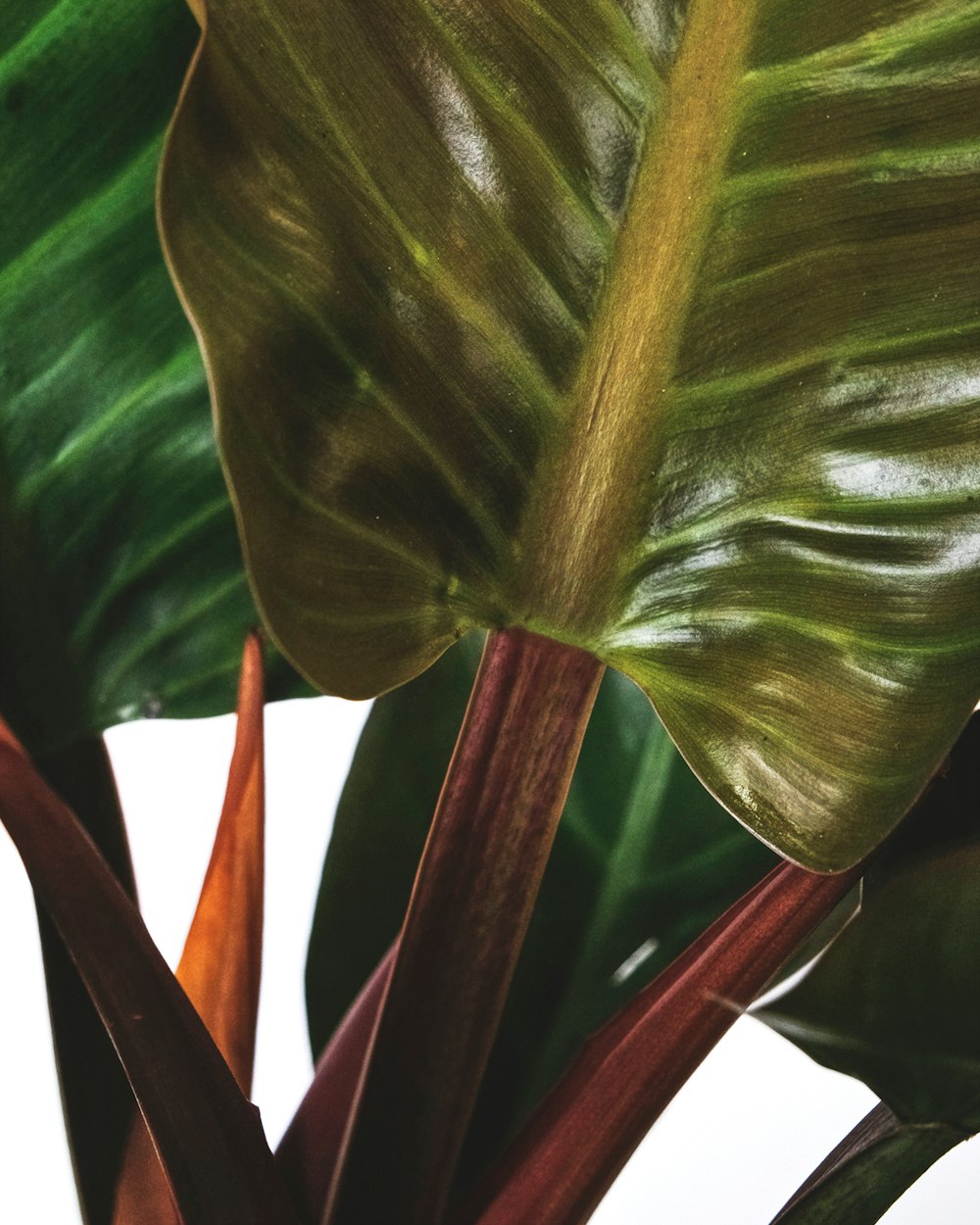 green leaf plant in close up photography