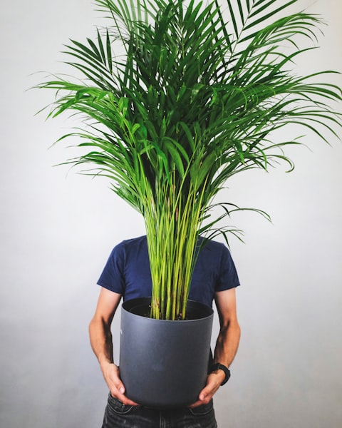 Areka-palm