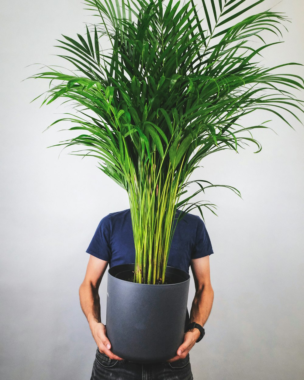 green plant on black pot