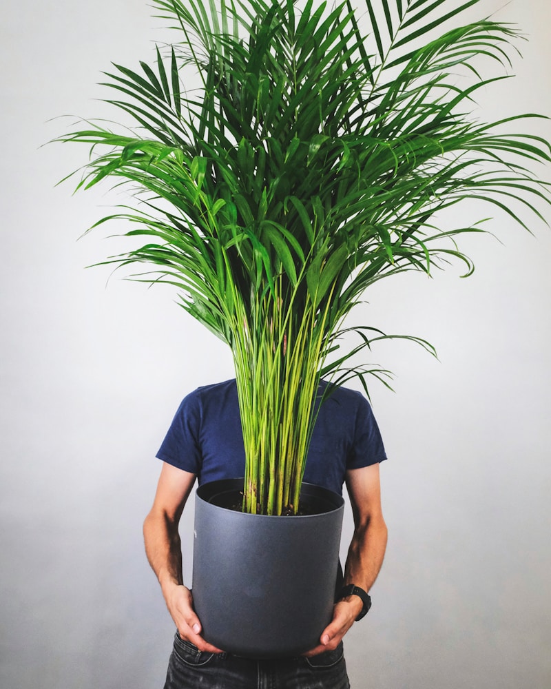 Parlor Palm