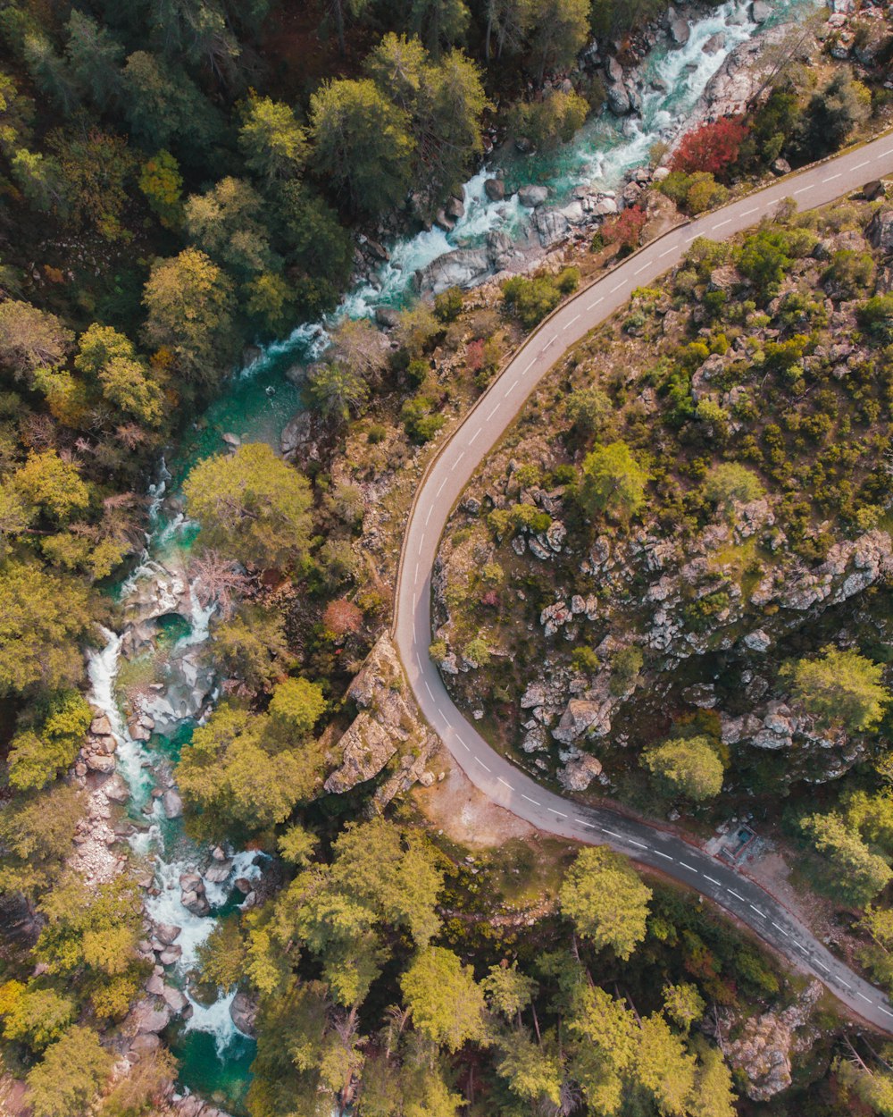 aerial view of green trees and river