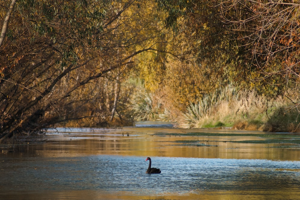 black duck on water during daytime