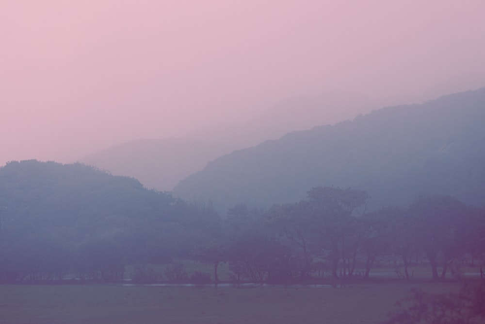 green trees near body of water during foggy day