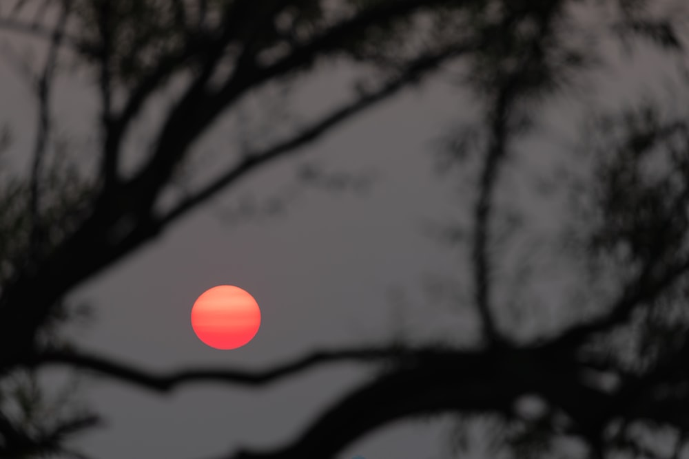 silhouette of trees during sunset