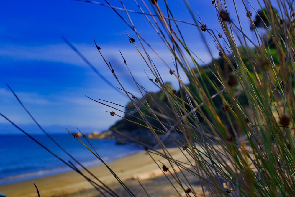 green grass on brown sand near body of water during daytime