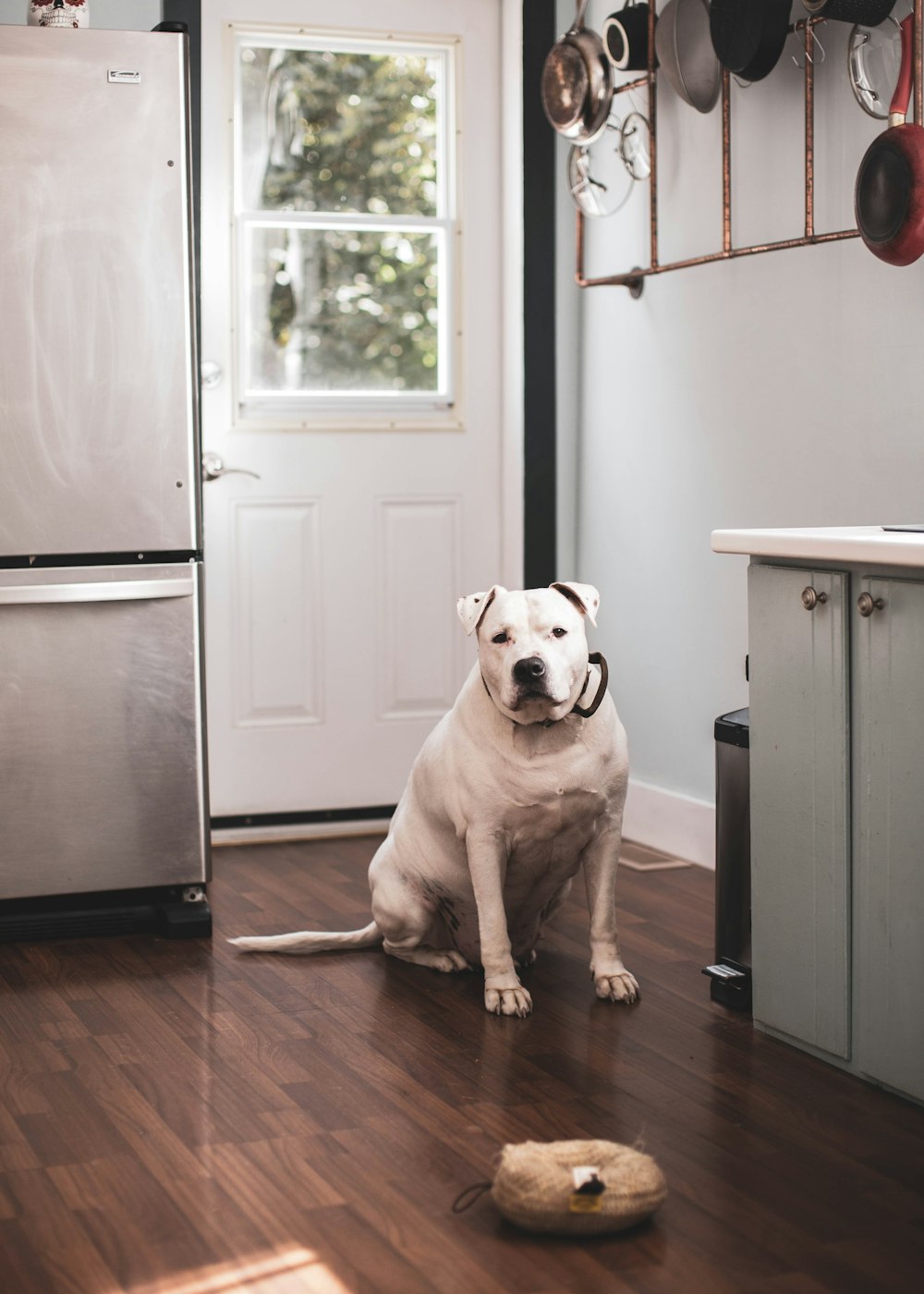 white short coated dog sitting on brown wooden floor