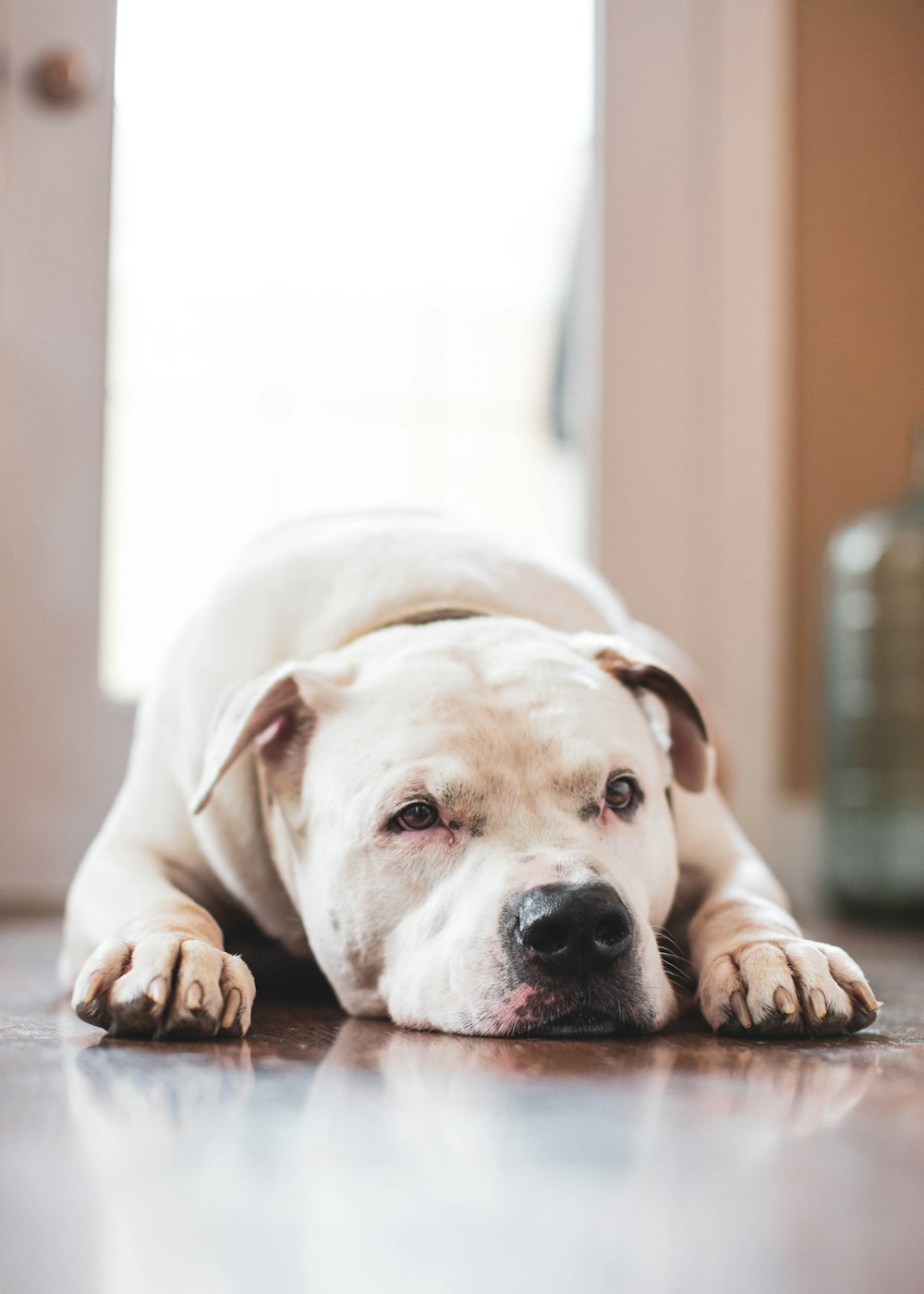 white american pitbull terrier puppy lying on brown wooden floor