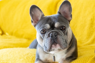 Bulldog Frances Blue Tan