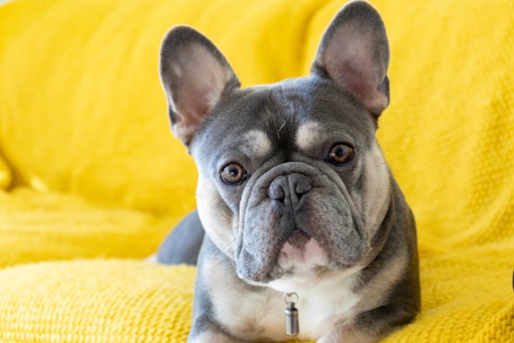 Bulldog Frances Blue Tan