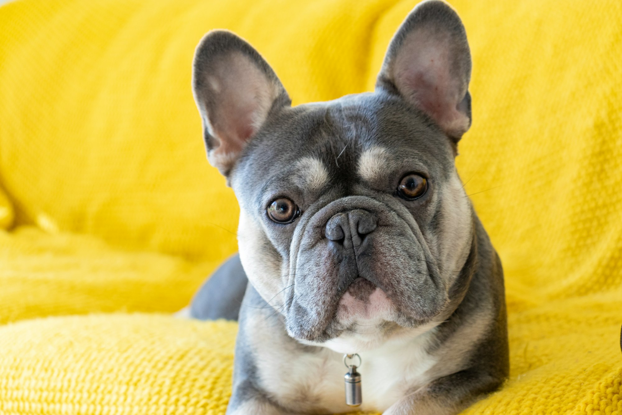 Blue French Bulldog: A Unique and Beautiful Canine Companion