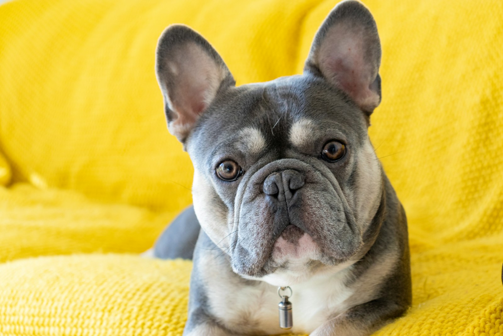 Spa Day at Home: Grooming a French Bulldog Yourself