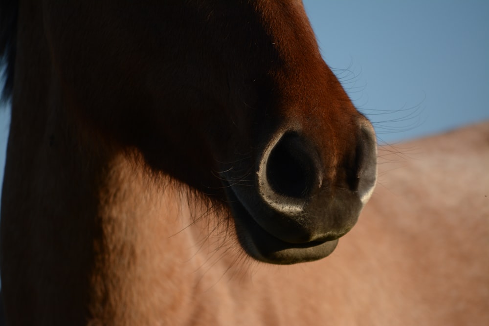 brown horse under blue sky during daytime