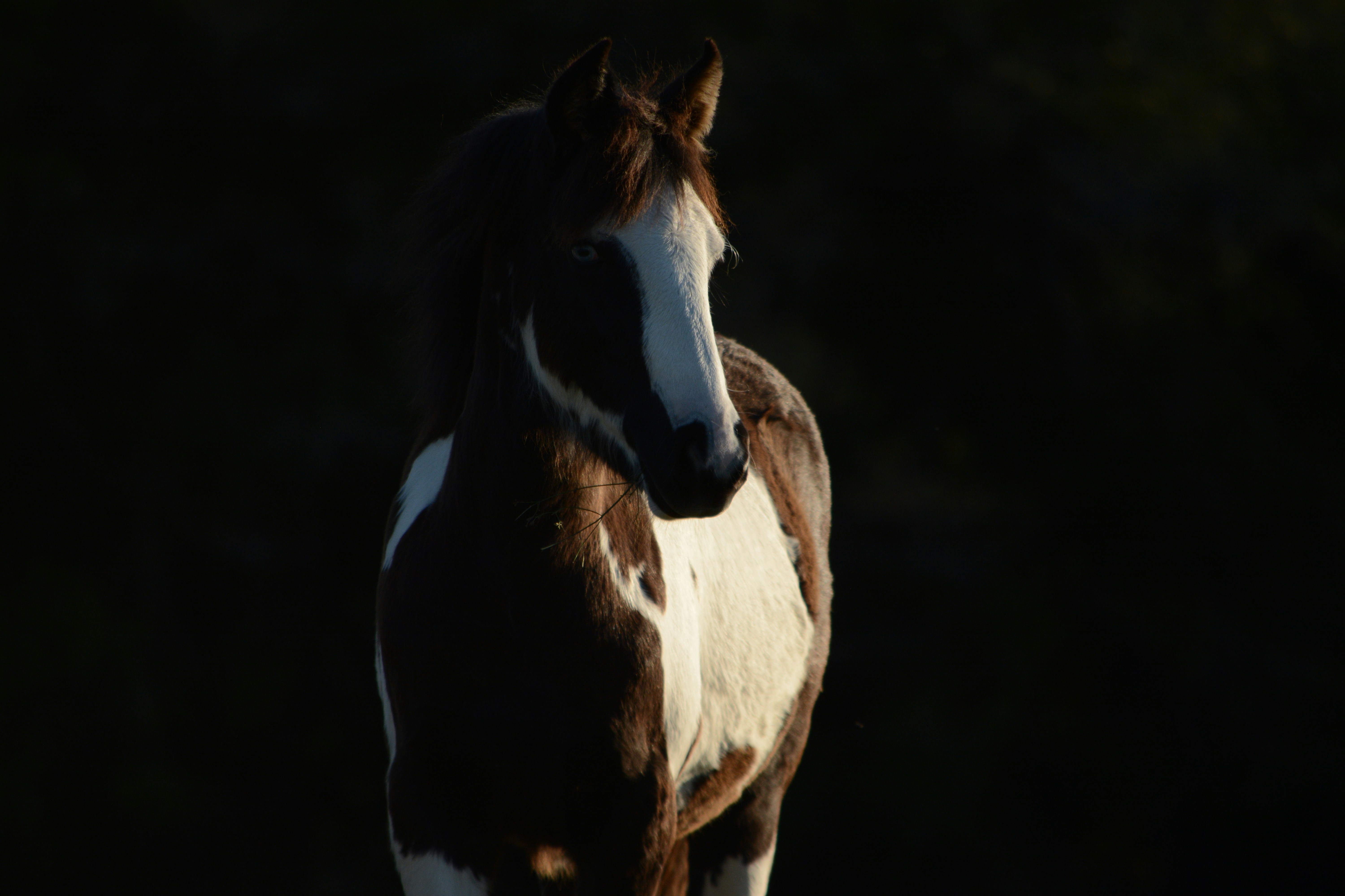 brown and white horse in black background