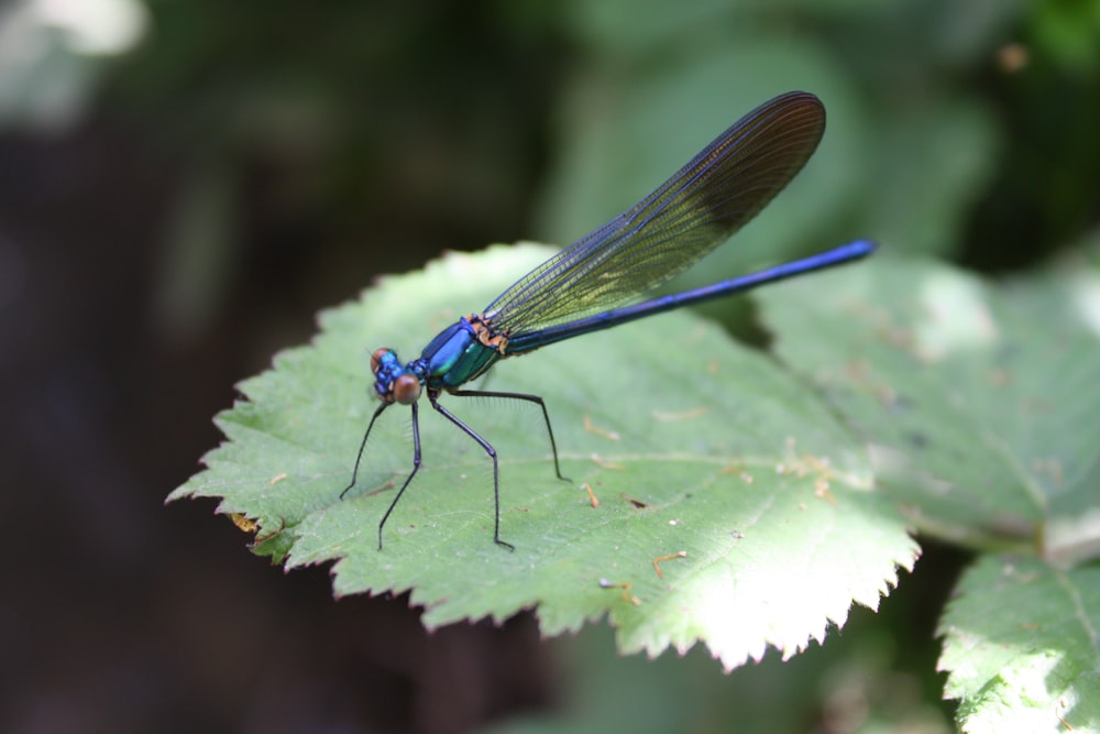 blue damselfly perched on green leaf in close up photography during daytime