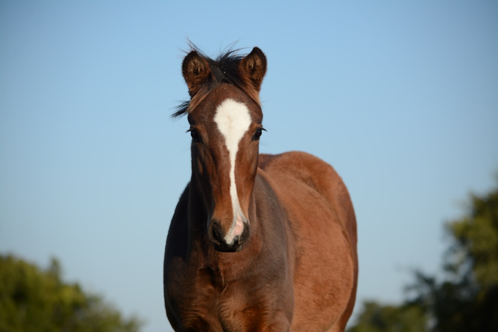 cavallo marrone e bianco durante il giorno