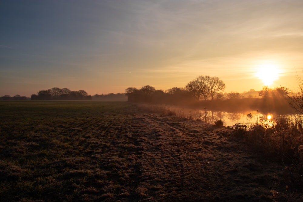 bare trees on brown field during sunset