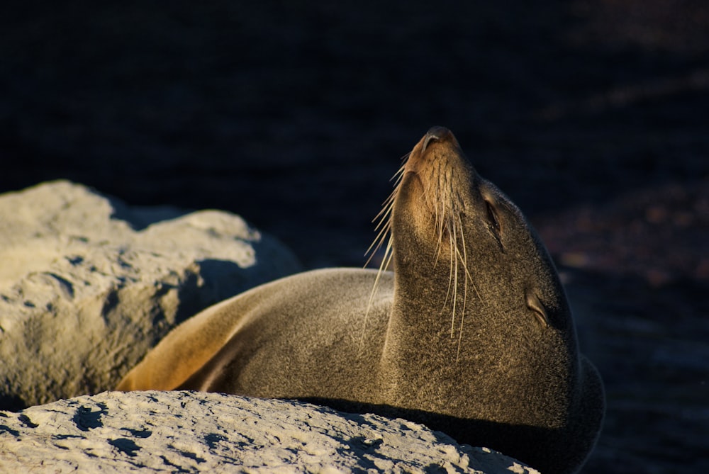 brown seal on gray rock
