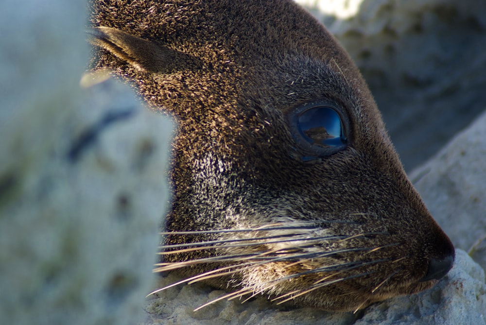 brown and black seal on white rock