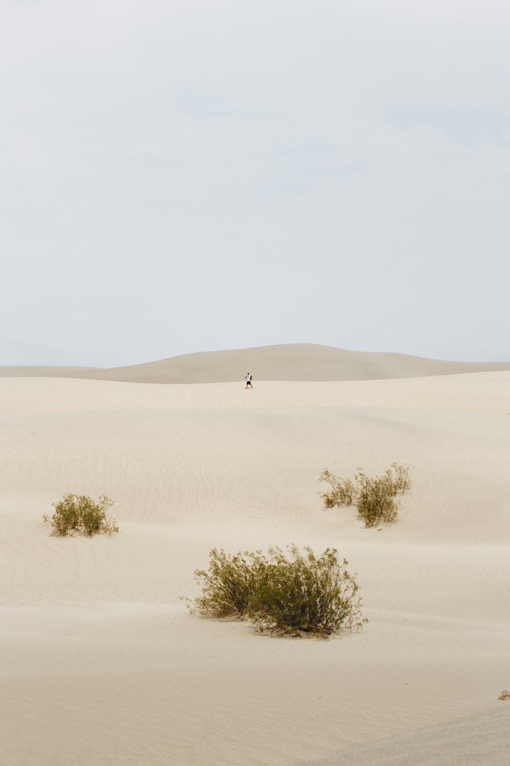 green tree on desert during daytime