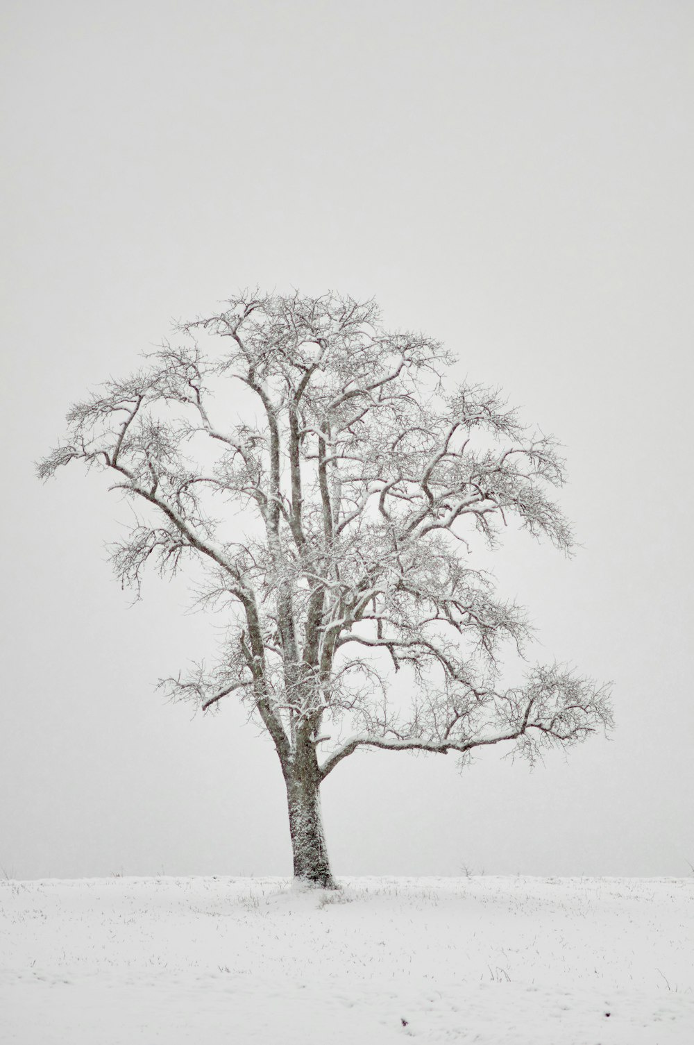 leafless tree under white sky