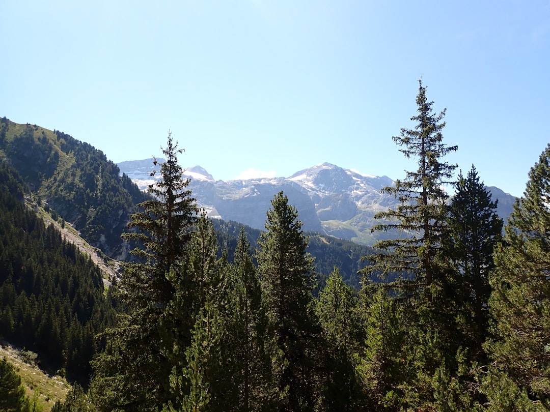 photo of Pralognan-la-Vanoise Tropical and subtropical coniferous forests near Vanoise