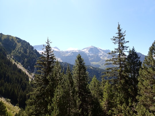 green pine trees near mountain during daytime in Pralognan-la-Vanoise France