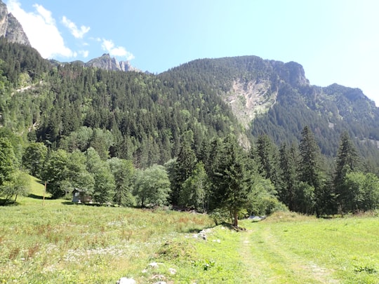 green pine trees near mountain during daytime in Pralognan-la-Vanoise France