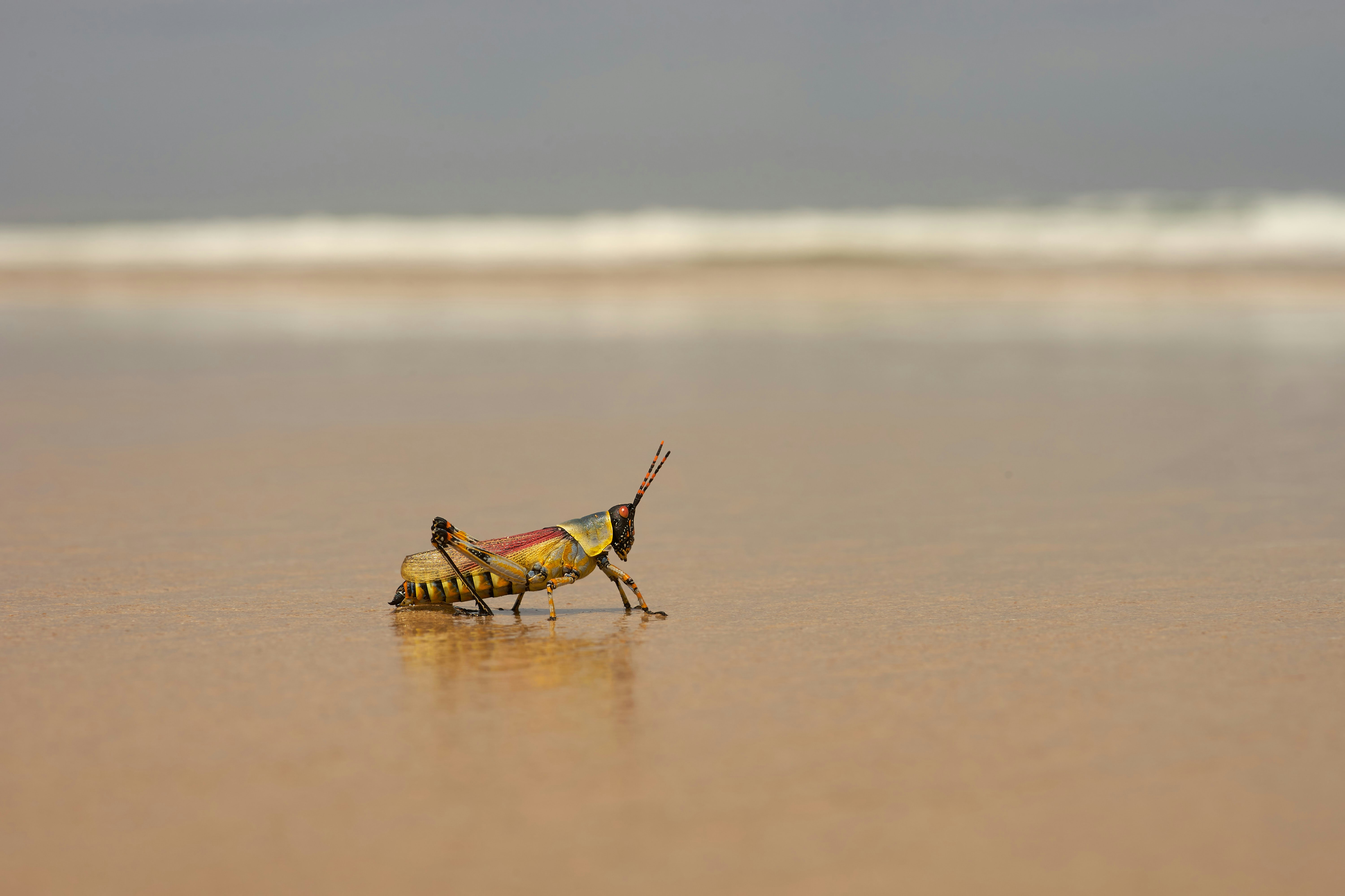 Photo by wolfgang_hasselmann