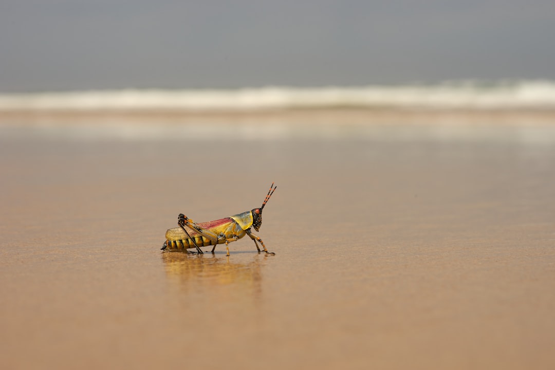 brown grasshopper on brown sand during daytime