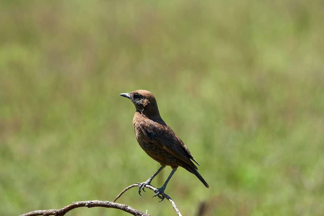 brown bird on brown tree branch during daytime