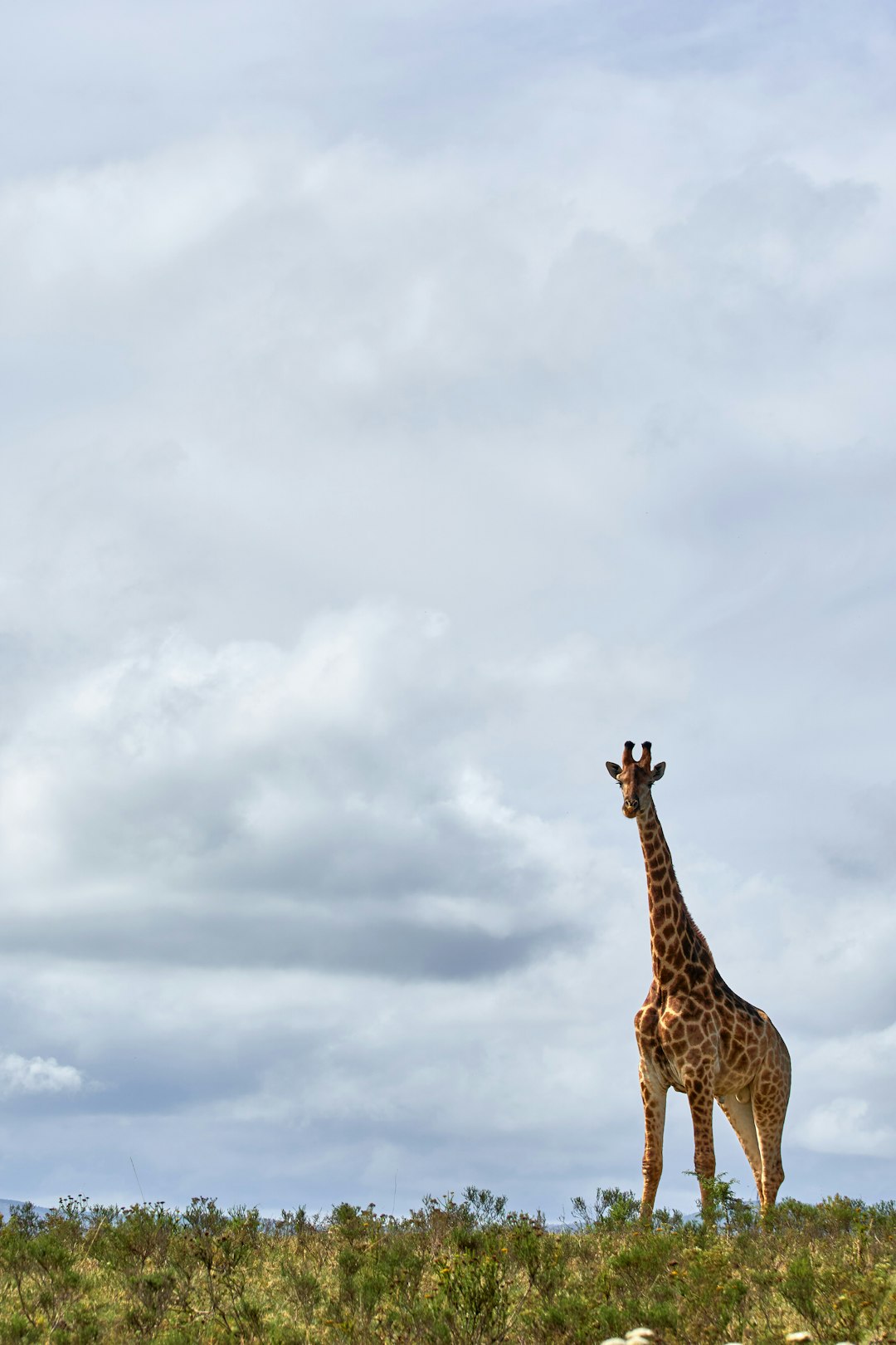 brown giraffe under white clouds