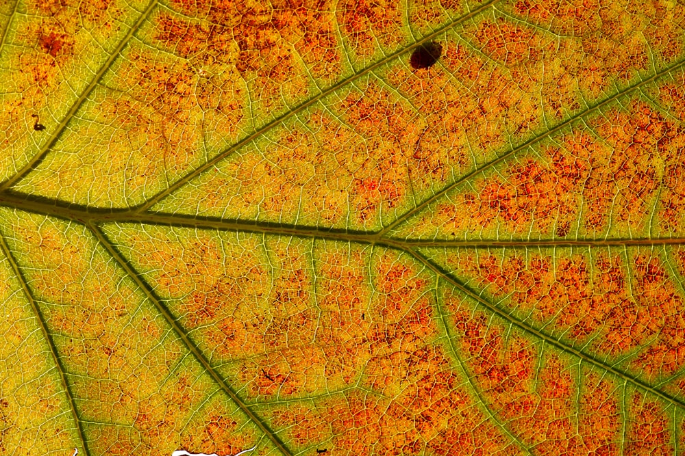 brown and yellow leaf with water droplets