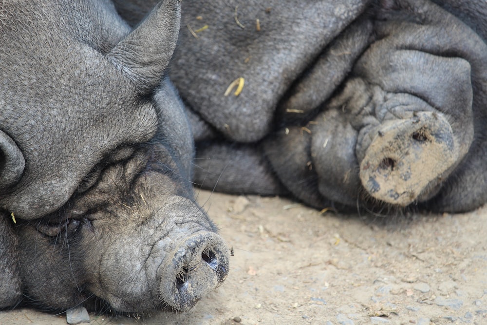 black pig lying on ground