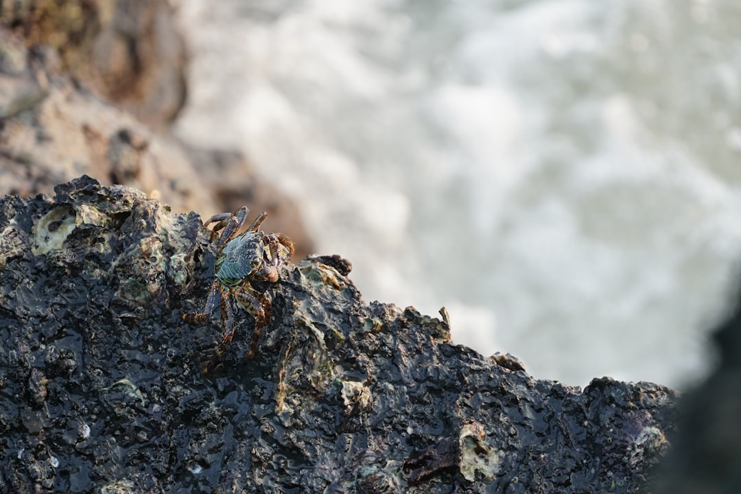 brown and black spider on gray rock