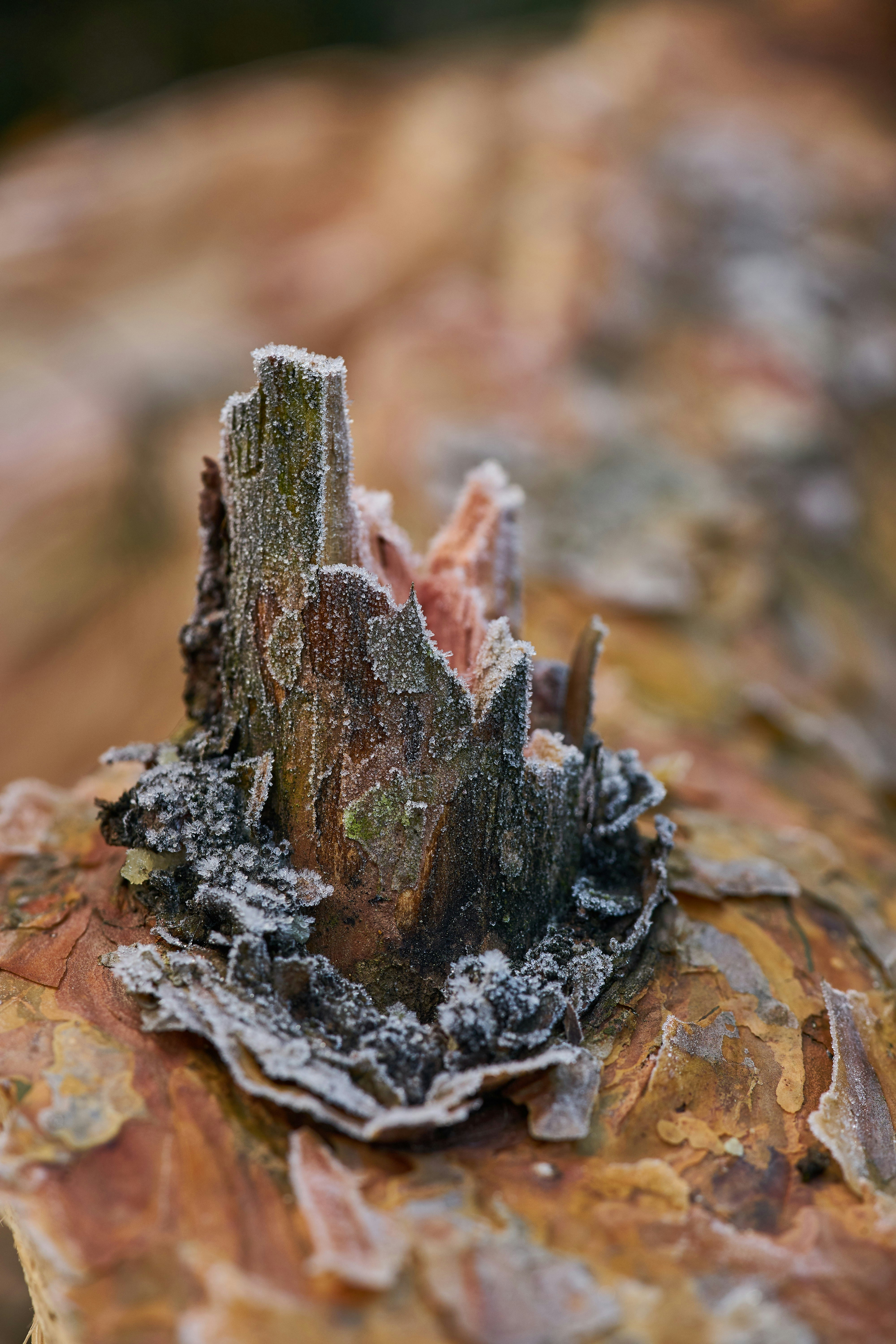 Photo by wolfgang_hasselmann