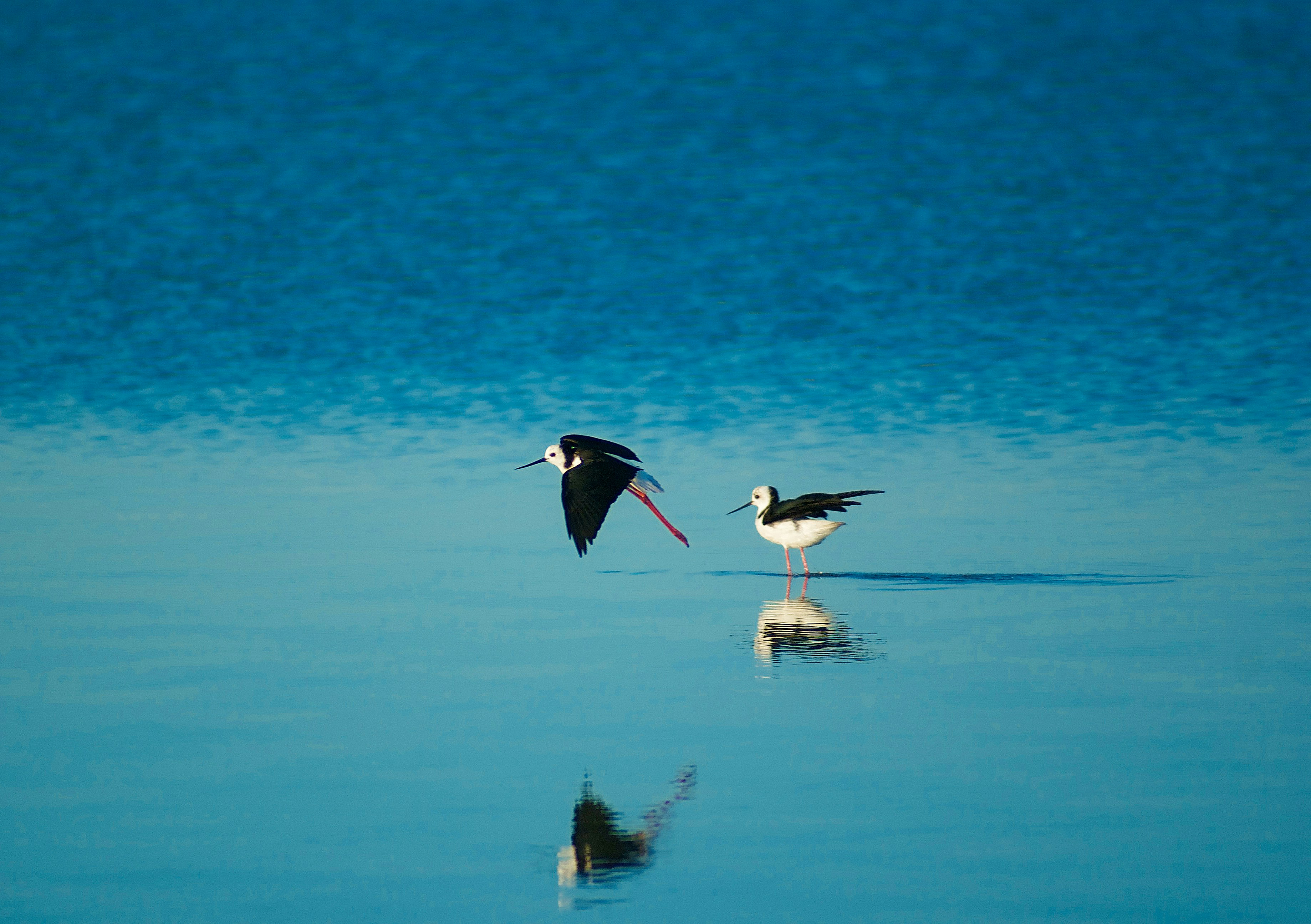 Птицы отражаются в зеркале воды