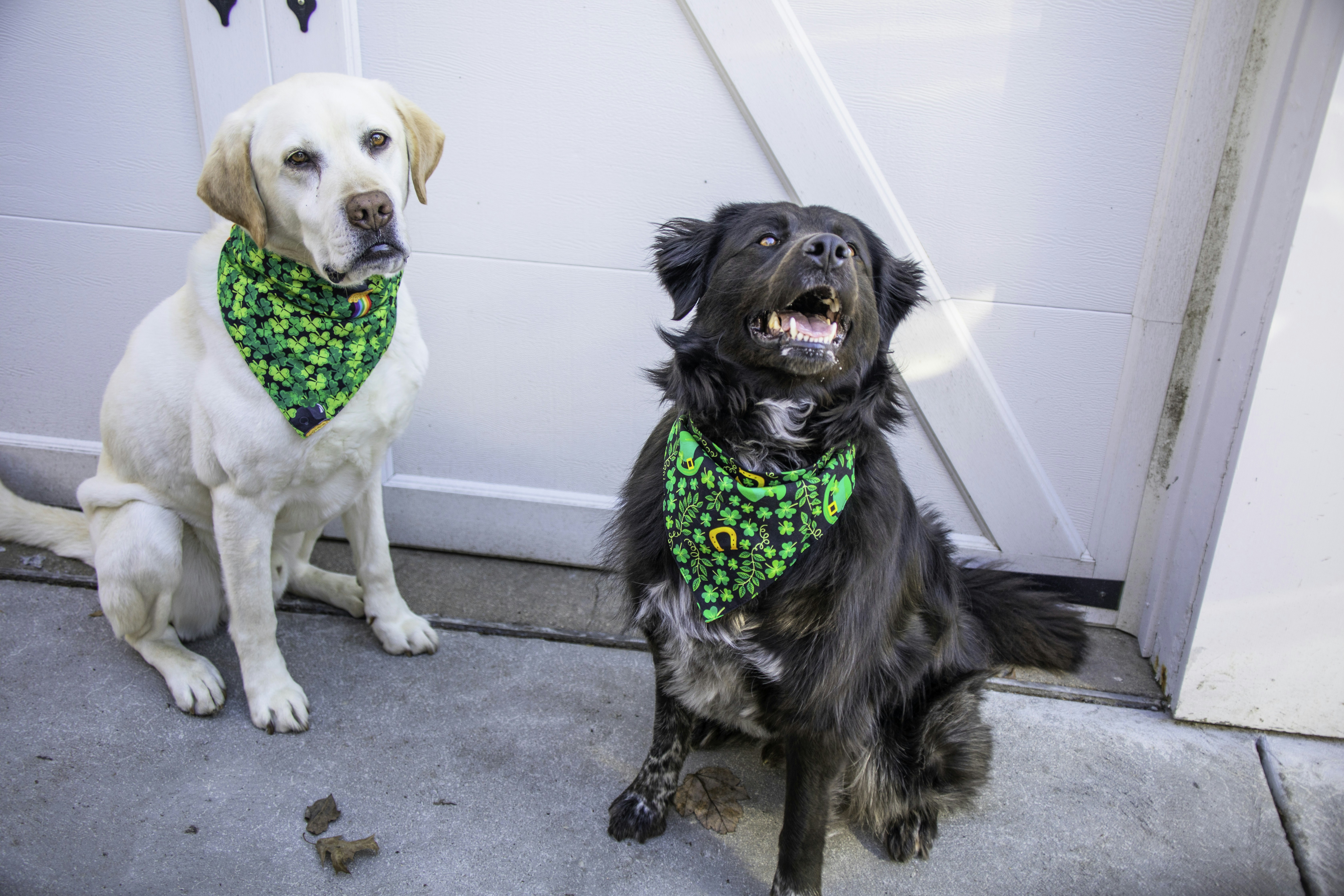 Are Border Collies Smart?