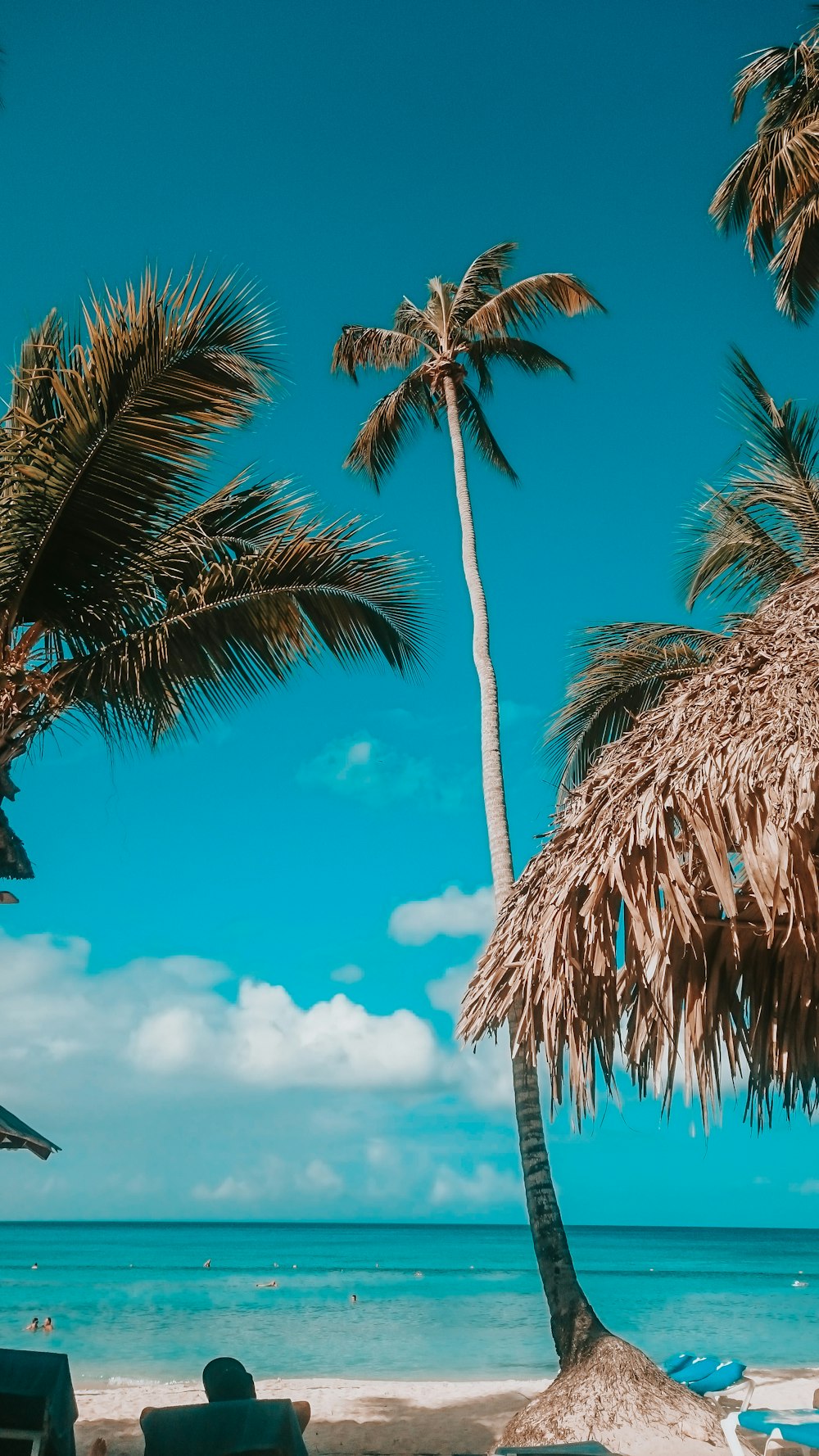 palm tree under blue sky during daytime