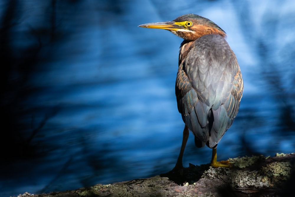 purple and yellow bird on water