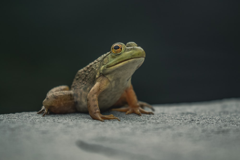 green frog on white surface