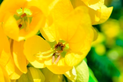 yellow flower in macro lens bahrain teams background