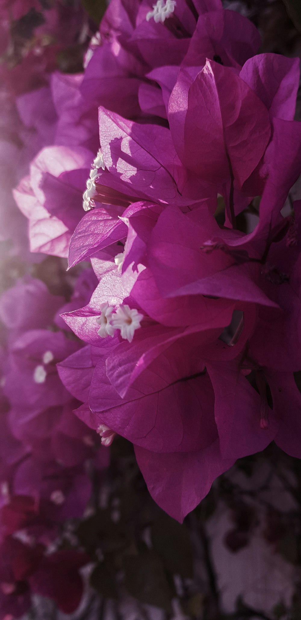 pink and white flower in tilt shift lens