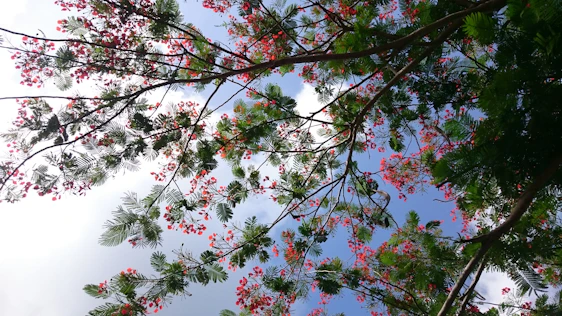 A family gently pruning a vibrant tree in a sunny backyard, surrounded by lush greenery.