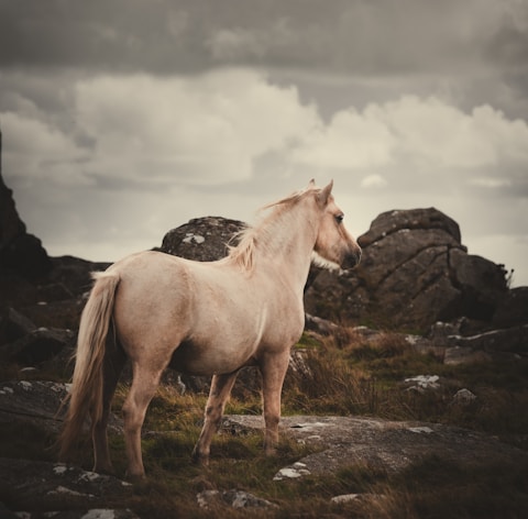 white horse on green grass field during daytime