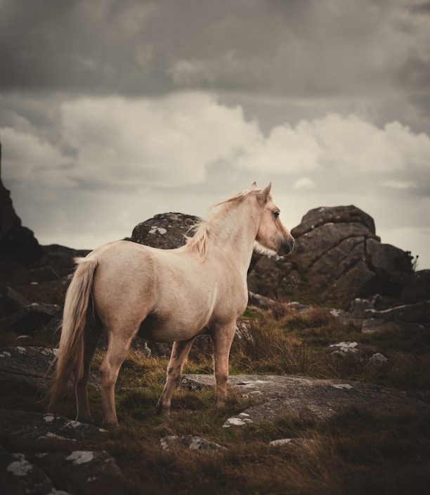 white horse on green grass field during daytime